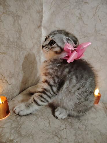 Кошки: Шотландская вислоухая — 2