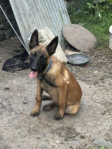 Belçika Malinua (Belgian Malinois) balası - Aktiv, ağıllı və
