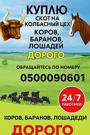 куры живые: Колбасный цех, Частное лицо : Коровы, быки, Лошади, кони, | Круглосуточно, Любое состояние, На забой, на мясо — 1