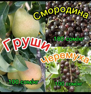 мебель столы стулья: Алмуруттар Чекене, Өзү алып кетүү, Акылуу жеткирүү