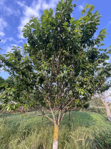 Günlük kirayə evlər: 230 kv. m, 6 otaqlı, Kanalizasiya, Kombi, Qaz — 16