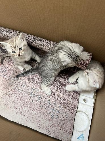 Продажа кошек: Шотландский вислоухий котёнок (Scottish Fold) - Окрас: серебристый — 4
