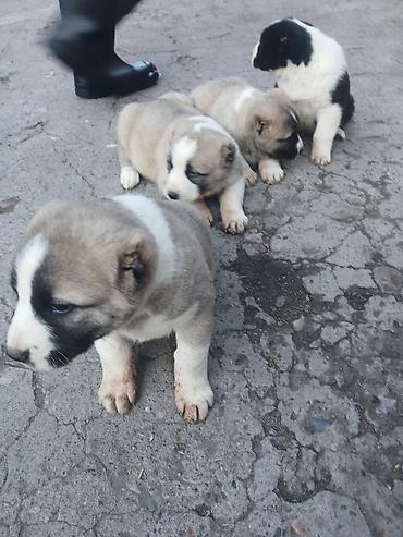 Продажа собак: Щенки Алабай Две большие по 8000 остальные по 6000?рас: палевый с — 7