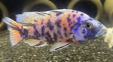 akvarium baliqlari: Cixlid balığı — 1