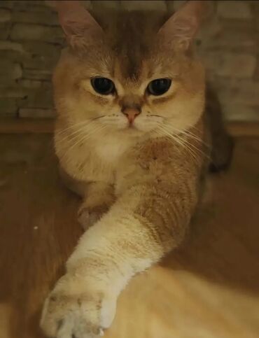 tuklu pişik: Qızıl şinşilla, Erkək, Cütləşmə üçün, Ünvandan götürmə