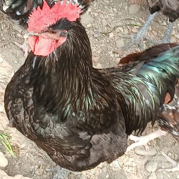 Xoruzlar: Saf qan xətləri olan qara xalli xoruzlar - Rəng: dərin qara, günəşdə — 10