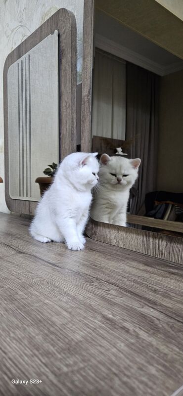 Pişiklər: Şinşilla, Erkək, Yaxşı əllərə, Ünvandan götürmə — 5