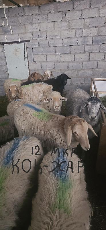 купить барана: Продаю | Овца (самка) | На забой, Для разведения — 6