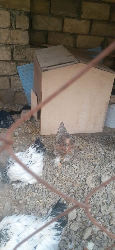 Toyuqlar: Cins toyoqlarin yumurtasi satlir təmiz qandr - Rənglər: ağ-qara — 6