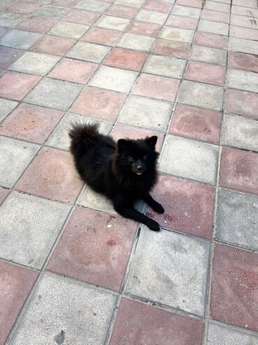 İtlər: Şpitz -da lalafo.az — 7 İtlər: Şpitz — 7