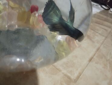 Balıqlar: Betta (Petuşok balığı), Sülhsevər, Ünvandan götürmə