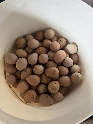 bitki toxumlarinin satisi: Firəng quşu (Səbzi) yumurtası satılır.Yumurtalar tam mayalı və təzə — 4