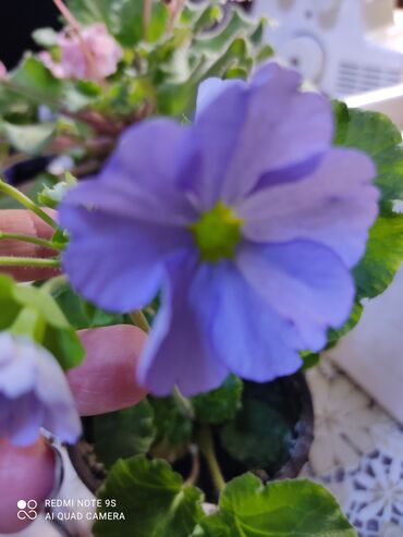 Другой декор и предметы интерьера: Распродажа Денежное дерево, толстянка, Поливать 1-2 раза в неделю — 27