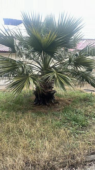 palmalar: Dekorativ palma ağacı – həyət və bağ üçün 18 ilin agaci - Növ: Fan — 2