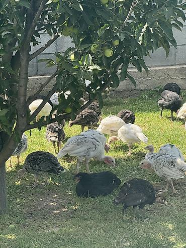 акита ино: Срочно Продаются оптом домашние гуси и индюки 🦃🪿 Продаются здоровые — 7