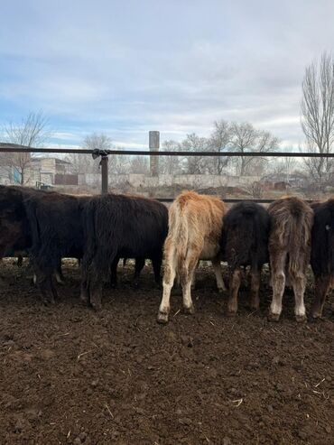 Коровы, быки: Продаю | Бык (самец) | Полукровка, Голштин, Алатауская | На откорм — 6