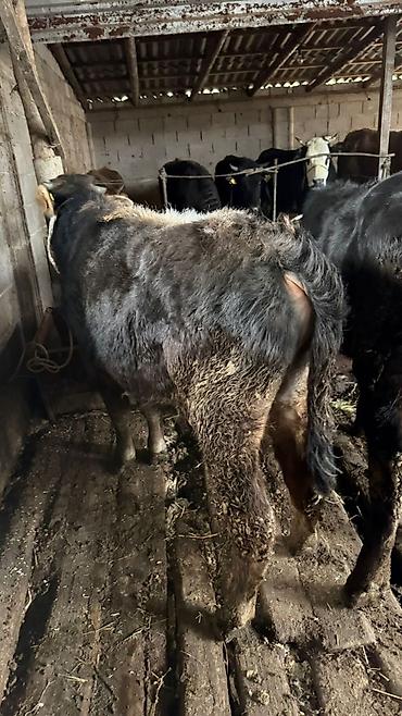 Коровы, быки: Продаю | Бык (самец) — 6