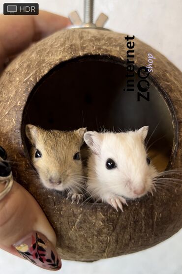 Хомяки: Продаются хомячки джунгарские, сирийские, ангорские пушистые хомячки — 17