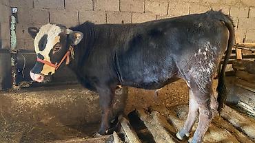 Коровы, быки: Продаю | Бык (самец) | Привязанные — 7