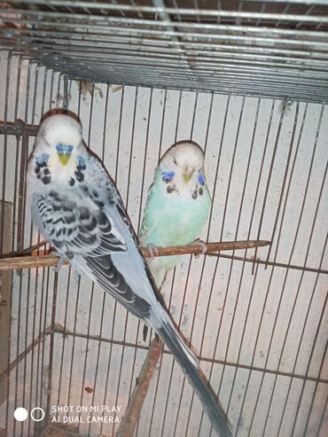 Digər quşlar: Çex cütler satılır papuqaylar təmiz qan vıstıvıcnıy vıstıvka sərgi — 5
