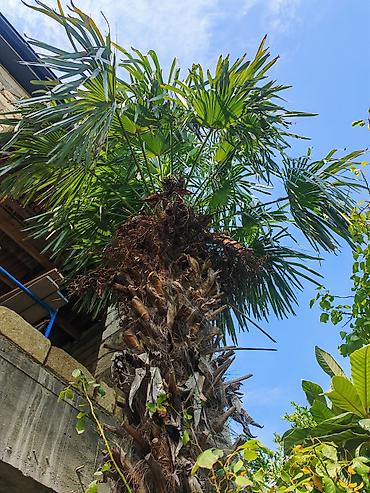 dekorativ bitkilər: Traxikarpus (Trachycarpus fortunei) xurma ağacı - Növ: Soyuğa davamlı — 1