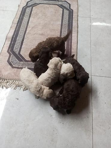 toy pudel: Pudel — 2