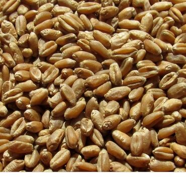 Корма для с/х животных: Срочно продается пшеница цена 26 сом за кг ! -чалгыла Буудай сатылат