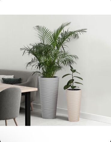 дом растение пальма: Продаю кашпо российского производства Прочный пластик, стильный и