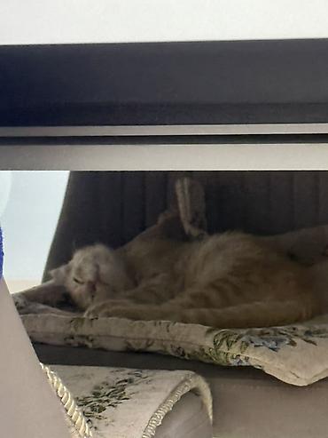 кошка рыжая: Вислоухий котенок, отдадим с малышем шампунь,сухой корм, лопаточку для — 2