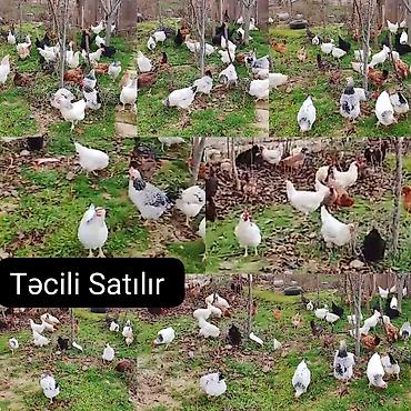 Toyuqlar: ‼️ Təcili Satılır ‼️ Yumurtayan Toyuqlar 1 ilikdi hamısı yumurtayır — 1