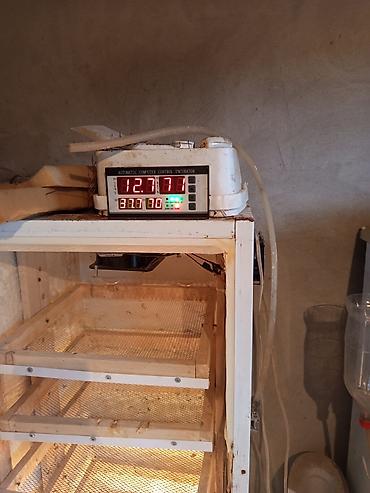 İnkubatorlar: Bütün növ quşlaq üçün — 6