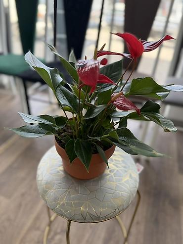 Антуриумы: Антуриум (Anthurium) в горшке - Компактный куст с плотными глянцевыми — 11