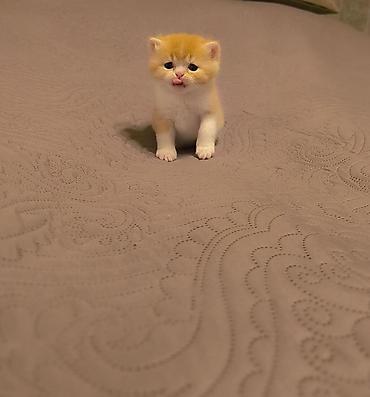 Pişiklər: Şotland — 11