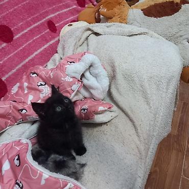 Отдам даром кошку: Кошка даром: Беспородная, 2 месяца, Мальчик, Приучена к лотку, Проглистована — 2