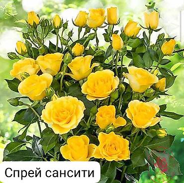 Роза: Чайно-гибридные розы (срезочные сорта) Предлагаются популярные — 9