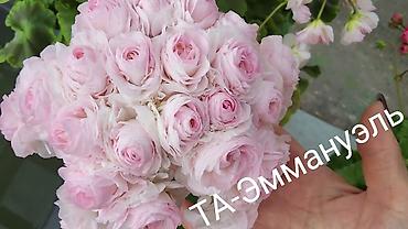 цветок чёрный принц: Пеларгония зональная махровая «Анна Каренина» (королевская розебудная — 7