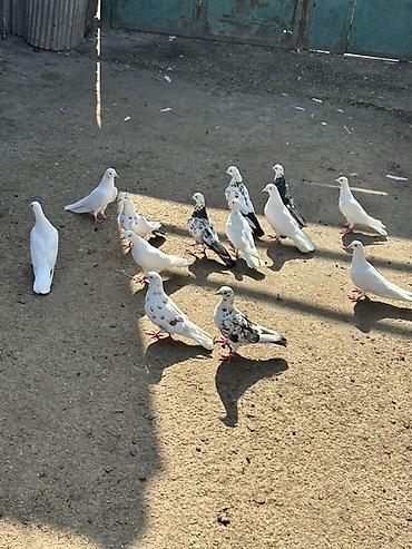 pavlin goyercin: Salam hamsi saglam heyvanlardi coxu tutulmadi — 1