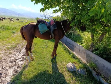 лошадь кыргызстан: Продаю | Жеребец | Дончак