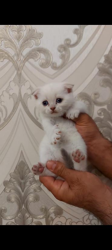 Кошки: Шотландская, Самка, Платная доставка — 1