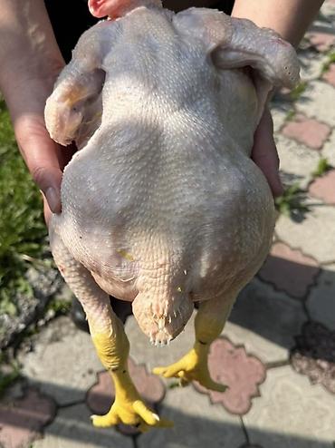 Бройлер: Продаем домашних бройлеров — выращены на натуральных кормах с особым — 2