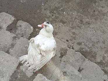 Ördəklər: Kom şeklinde SATLİR Erkey 2 denedi 10 dişi di tecılı satlir erkeyler — 8