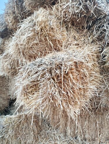 Корма для с/х животных: 🧑🏻‍🌾 Продаю Сенаж Силос и Кукуруза 🌽!!! Продаю Солома Ячмень — 10