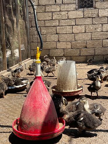 kakadu quşu: Yerli ördek 1 aylıqdırlar Hamısı satılır 750 — 2