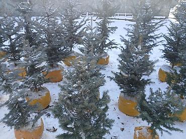 Декоративные деревья: Саженцы деревьев: Ели, Самовывоз — 3