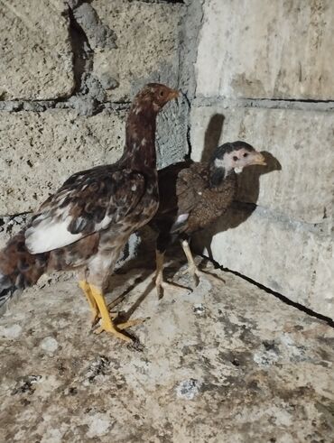 Digər quşlar: 2 fərə satılır biri 2 ay yarımlıq də biri 3 ayın keçib münasib qiymətə — 10
