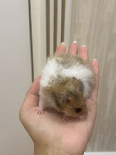 İtlər: Suriya hamsterləri balaca ölçüləri, fərqli rəngləri və şirin