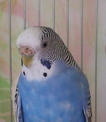 Животные: Продаётся папугай волнистик голубого окраса цена 600 сом уступлю для