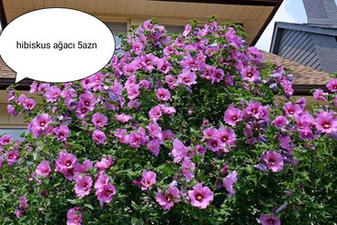 Tinglər: Hibiskus ağacı