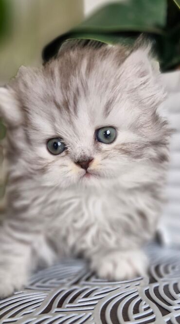 Pişiklər: Şotland, Dişi, Yaxşı əllərə, Ünvandan götürmə, Pulsuz çatdırılma, Ödənişli çatdırılma — 20