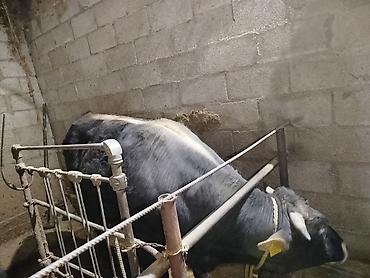 Коровы, быки: Продаю | Бык (самец) | На откорм | Привязанные — 6